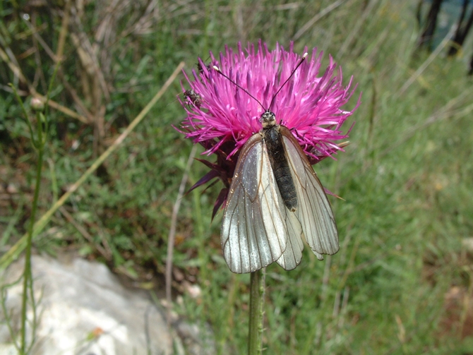 Aporia crataegi